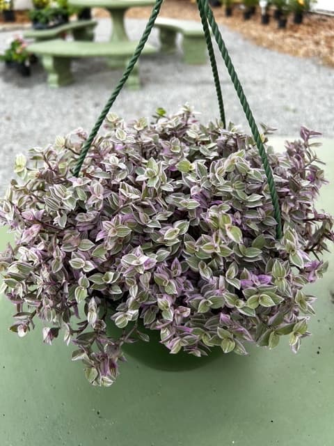 Callisia Pink Panther