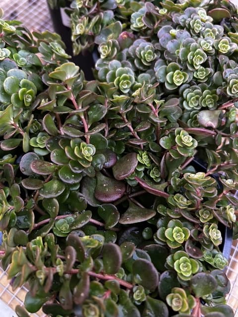 Sedum Coral