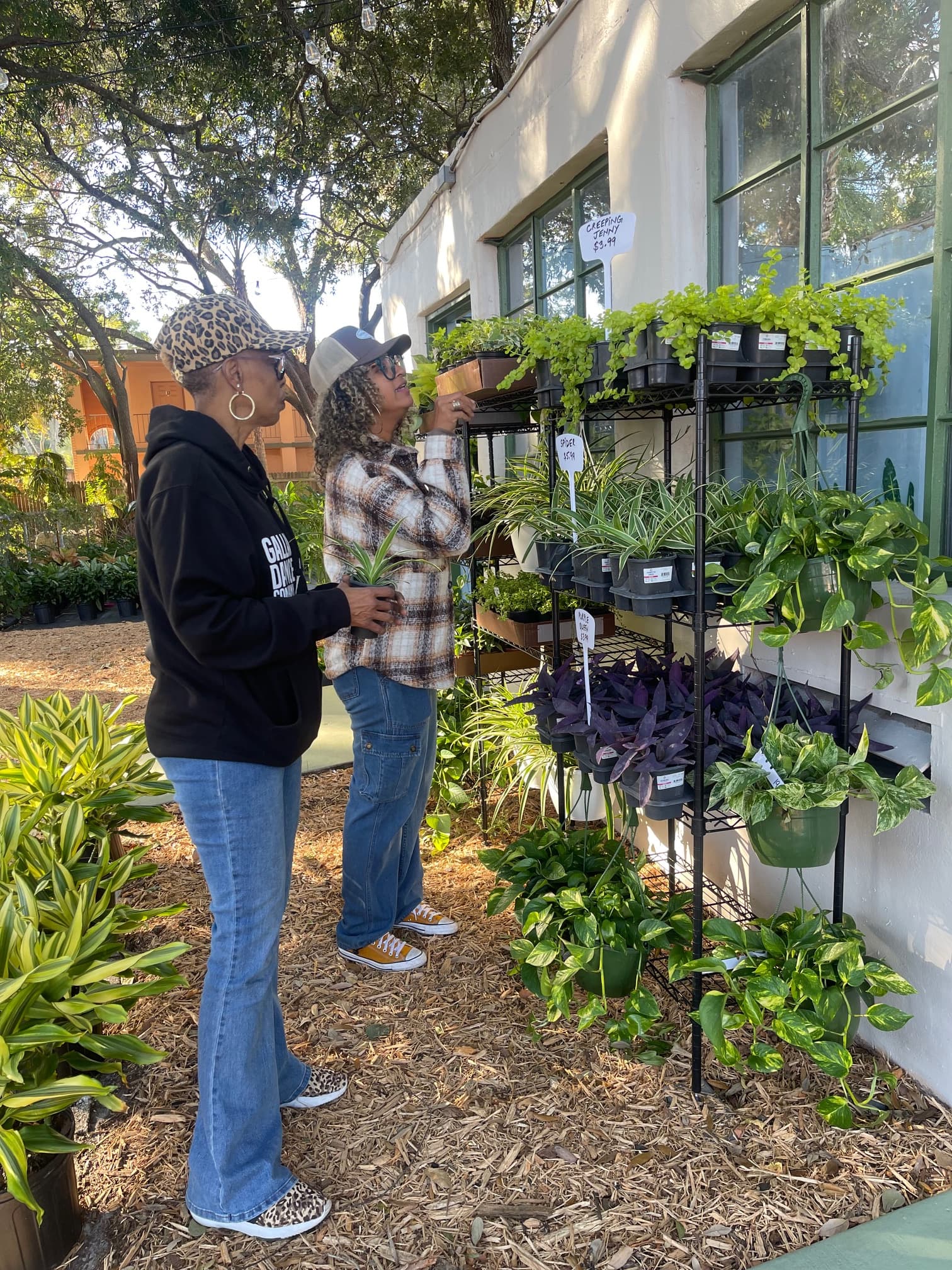 Flowering plants in the shop