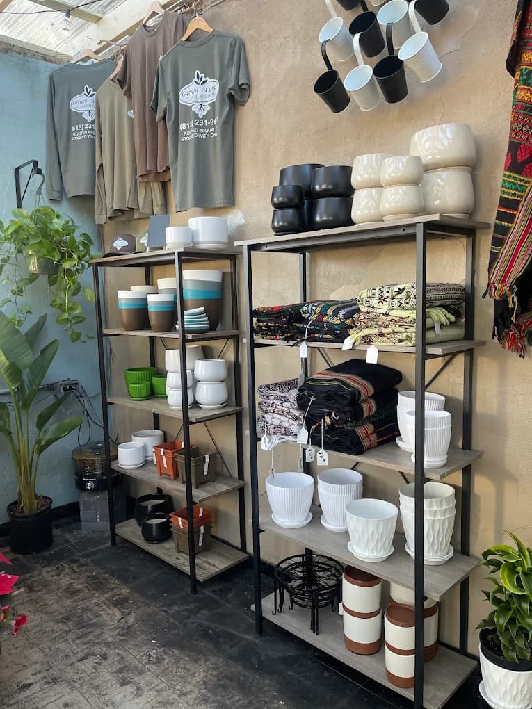 A collection of potted plants