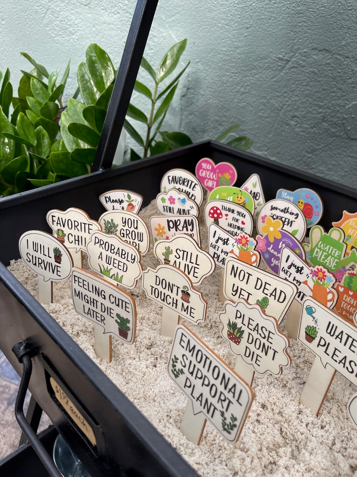 A beautiful array of succulents